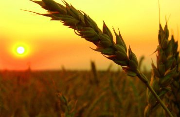wheat-field-harvest-sunset